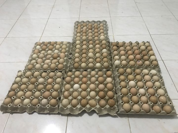 ไข่ไก่ต๊อก-เก็บสดสำหรับฟัก-ชุดละ-12-ฟอง-ราคา-750-บาท