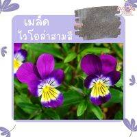 เมล็ดพันธุ์ ไวโอล่าสามสี 100 เมล็ด Viola flower Seed เมล็ดพันธุ์แท้100% นำเข้าจากต่างประเทศ ปลูกผัก สวนครัว สวยงาม ถูกดี