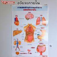 อวัยวะภายใน โปสเตอร์กระดาษ 53*77cm (21*30 นิ้ว)✅ วิทยาศาสตร์ เรียนหมอ พันธุกรรม Anatomy โครงกระดูกมนุษย์ กล้ามเนื้อ