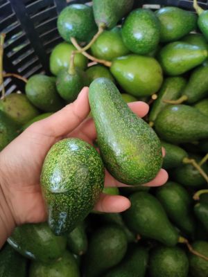 avocado อาโวคาโด้ พื้นเมือง บรรจุ 1 กก.