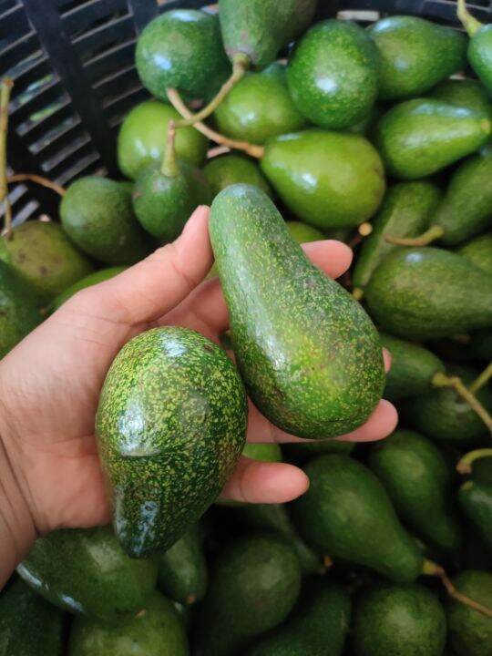 avocado-อาโวคาโด้-พื้นเมือง-บรรจุ-1-กก