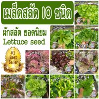 เมล็ดสลัด 10 ชนิด ยอดนิยม เมล็ดพันธุ์นำเข้า เมล็ดเคลือบ อัตราการงอกสูง