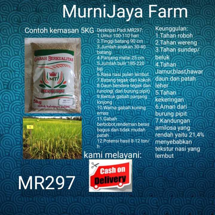 Benih Padi Mr 297 Kemasan 5kg Lazada Indonesia