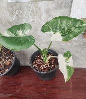 ไม้ด่างสวยๆ Alocasia Okinawa Silver บอนโอกินาวา  ด่างสวยๆ ฟอร์มสวย ใบล่าสุดมาอย่างแจ่ม อยู่ในกระถาง 8 นิ้ว  รากเดินดี พร้อมตั้งแม่ได้เลย ทรงดี มีอนาคต #โอกินาว่า #Okinawasilver