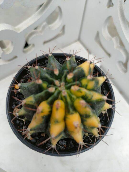 กระบองเพชร-แคคตัส-ยิมโนด่าง-gymnocalycium-อยู่ในกระถาง-3-นิ้ว-พร้อมส่ง