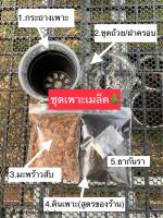 สินค้าใหม่ชุดเพาะเมล็ดแคคตัส/ต้นไม้ พร้อมคู่มือวิธีการเพาะ พร้อมส่ง