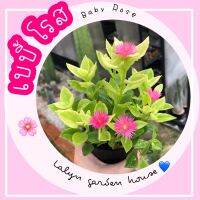 ?? BABY ROSE ? เบบี้โรส ไม้น่ารักที่ชอบแสงแดด 100% ออกดอกสีแดง ชมพู น่ารักมากๆค่ะ ส่งทั้งกระถาง 3 นิ้ว ต้นสูง 20 cm ??