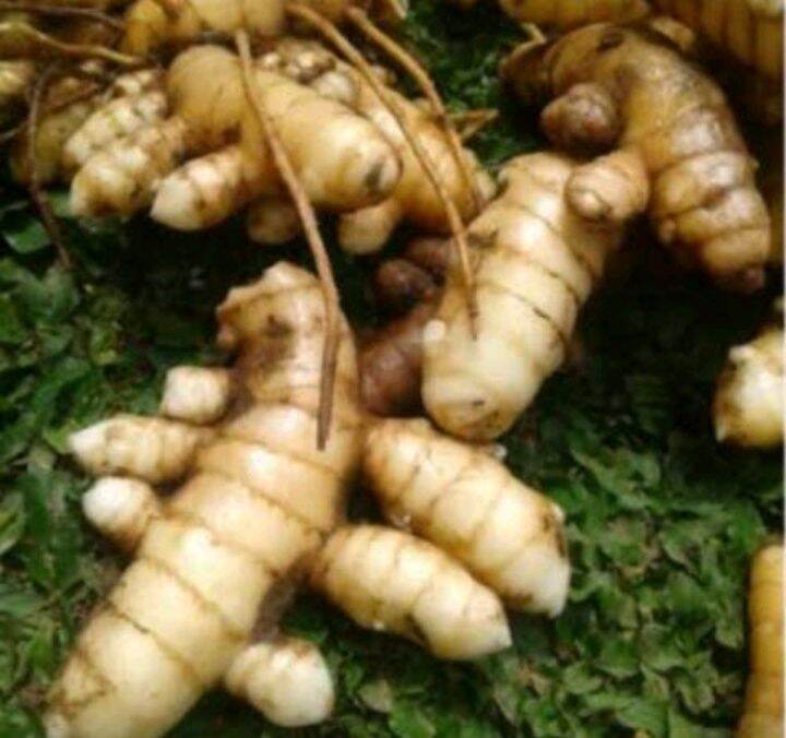 TEMU PUTIH KUNYIT PUTIH DAN TEMULAWAK 1 kilo | Lazada Indonesia