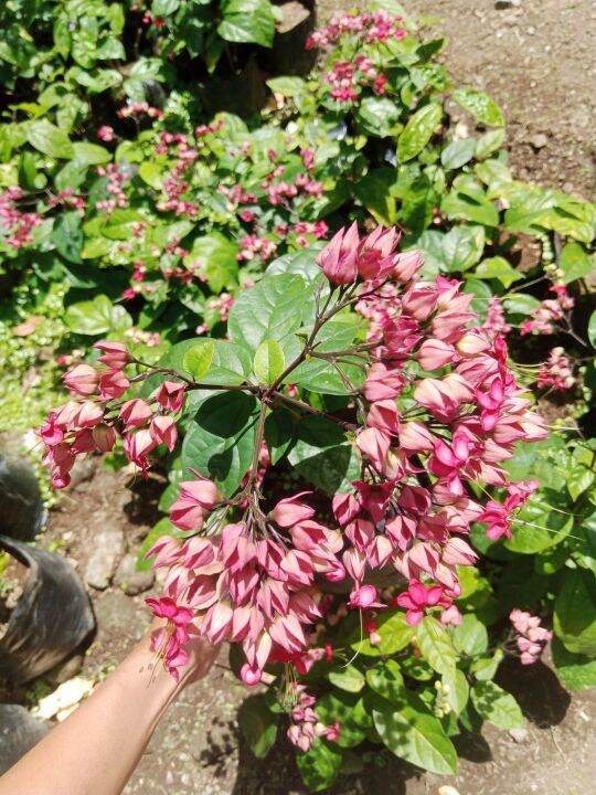 Bleeding Heart "Red" Live plant with FREE fertilizer Lazada PH