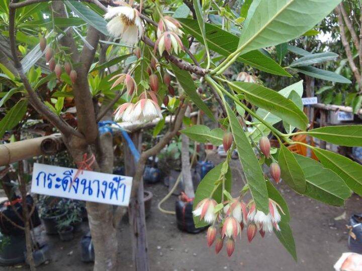 ต้นกระดิ่งนางฟ้า-กลิ่นหอมดอกสวย-ออกดอกตลอดทั้งปีแบบกิ่งตอน