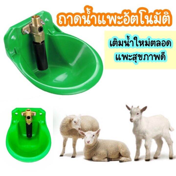 ถ้วยน้ำแพะ-แกะ-อ่างใส่น้ำแพะ-แบบอัตโนมัติ-เติมน้ำเองอัตโนมัติ