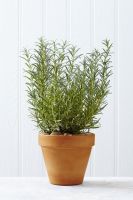 Rosemary pot 8 “ ?ต้นโรสเเมรี่พุ่มใหญ่ กระถาง 8 นิ้ว พร้อมจัดส่ง