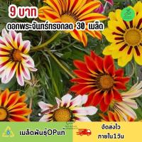 ถูกที่สุด 9 บาท เมล็ดพันธุ์ ดอกพระจันทร์ทรงกลด บรรจุ 30 เมล็ด