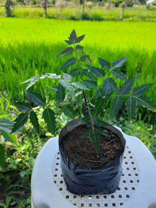 Neem Tree Seedling Lazada Ph