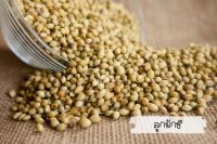 เม็ดผักชี Coriander seed ?