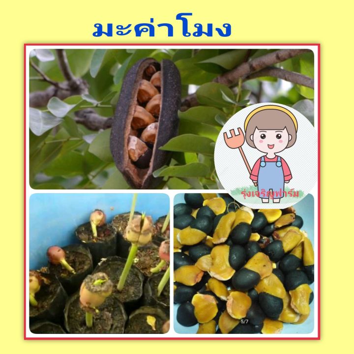 เมล็ดพันธุ์มะค่าโมง-เม็ดพันธุ์มะค่าโมง50เม็ด