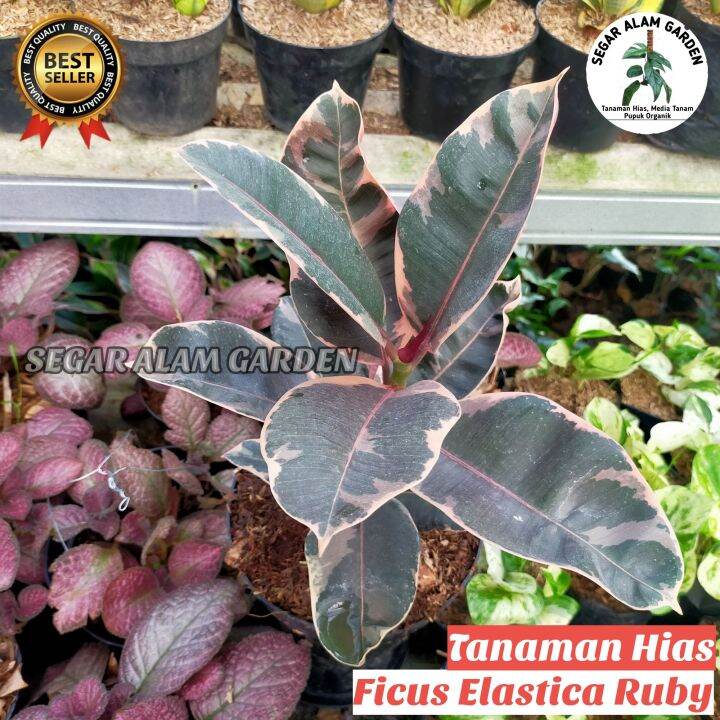 Stock Terbatas Tanaman Hias Langka Ficus Elastica Ruby Lazada Indonesia