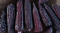 เมล็ดข้าวโพดสีดำหรือข้าวโพดไรซ์เบอร์รี่(black corn seeds)หายาก ปลูกง่ายทนต่อโรคและแมลง พันธุ์แท้(สามารถเก็บเมล็ดทำพันธุ์ต่อได้)