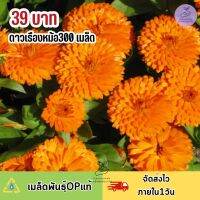 เมล็ดพันธุ์ ดอกดาวเรืองหม้อ 300 เมล็ด