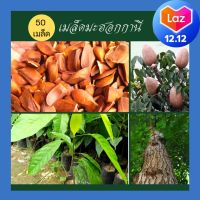 เมล็ดพันธุ์ ต้นมะฮอกกานี =100 เมล็ด เมล็ดมะฮอกกานี เมล็ดพันธุ์ไม้ป่า