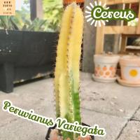 [คอนโดนางฟ้า ด่าง] Cereus Peruvianus Variegata ส่งพร้อมกระถาง แคคตัส Cactus Succulent Haworthia Euphorbia ไม้หายาก พืชอวบน้ำ ไม้หนาม ไม้ทะเลทราย กระบองเพชร