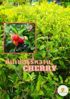 ต้นเชอร์รี่หวานออสเตรเลีย (CHERRY) ปลูกได้ในเมืองไทย ผลมีรสชาติหวาน ผลดก กิ่งทาบ