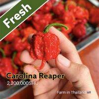 Fresh Carolina Reaper Pepper 2.2M SHU (1Pepper)Jumbo size One of the world’s hottest pepper!