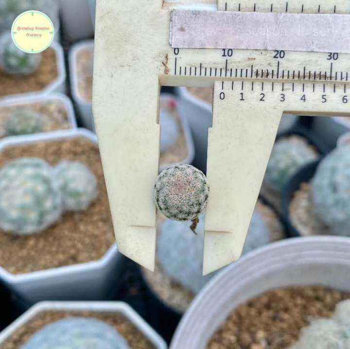 mamm20-mammillaria-hermosana-seedling-ไม้เพาะเมล็ด-แคคตัส-กระบองเพชร-ต้นไม้-แมม-แมมมิลลาเรีย-แมมมิลาเรีย