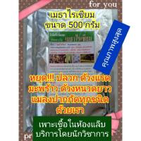 ชีวภัณฑ์ปลอดสารพิษ เมธาไรเซียม ขนาด 500 กรัม กำจัด/ป้องกัน ปลวก ด้วง แมลงปากกัดทุกชนิด