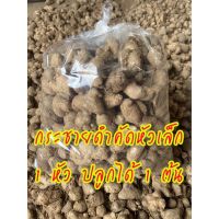 กระชายดำสด Blackginger คัดหัวเล็ก : ขนาด 1 กิโลกรัม (ปลูก ทำยาหรือทานได้)