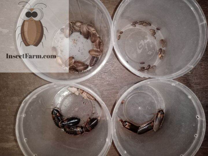 Dubia Colony 1 / Blaptica Dubia Lazada PH