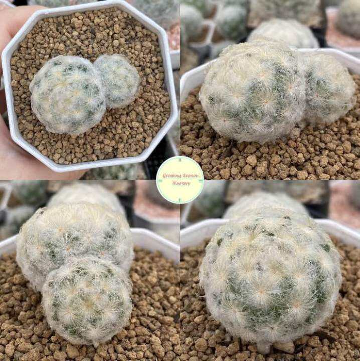 sp-แมมขนนกขาว-ขนนกขาว-mammillaria-plumosa-แมมมิลาเรีย-แมมมิลาเรีย-ไม้เมล็ด-แคคตัส-กระบองเพชร-ต้นไม้