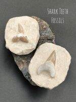 ? Shark Tooth Fossils - Otodus ขนาดเล็ก บนเเผ่นหิน
? มีให้เลือก 2 แบบ