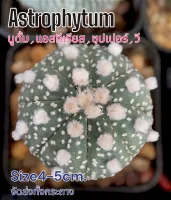 แอสโตร(Astrophytum)?จัดส่งต้นตามรูป