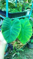 ต้น บอนไทเกอร์ Colocasia Tiger Stripe บอน ต้นบอน / คนหลงรักบอนสี