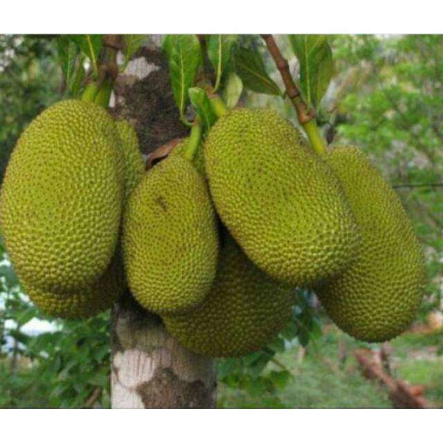 Nangka Muda Nangka Bahan Sayuran Nangka Kupas Utuh Nangka Mentah 3kg