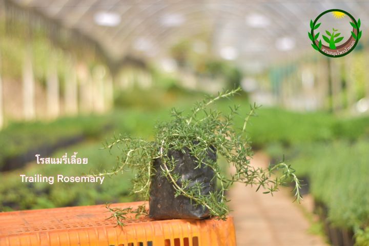 trailing-rosemary-โรสแมรี่เลื้อย-ติดดอกง่ายเลื้อยสวย