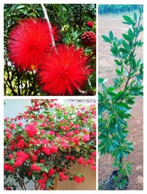 ต้นผู้นายพลหรือต้นผู้จอมพล ดอกสีแดงเข้ม สวยหอม ดอกออกตลอดทั้งปี สูง80-100ซ.ม แบบกิ่งตอน