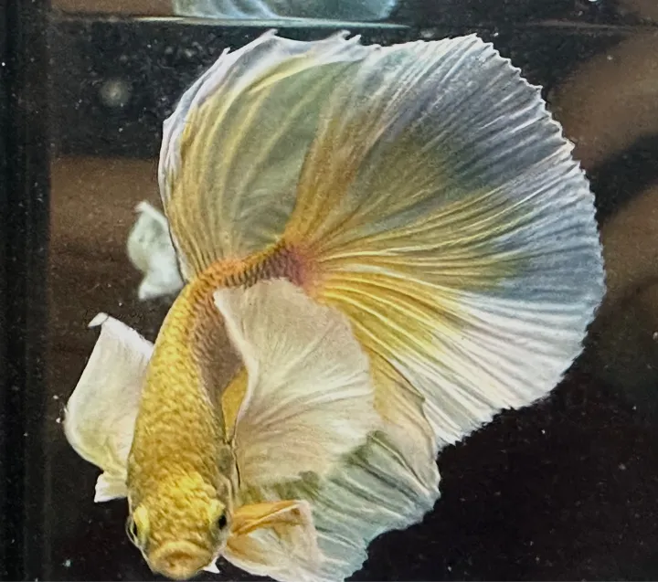 Dumbo Halfmoon Lazada Buy sell online Fish Food with cheap price