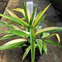 อิพิใบพายด่าง  Epipremnum Amplissimum Aurea variegatum รากเดินดี ไม้แข็งแรงมาก ใบพายด่าง