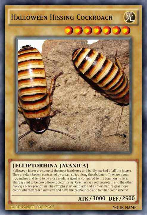 HALLOWEEN HISSING COCKROACH YUGIOH CARD | Lazada PH