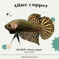 ปลากัดเอเลี่ยนสีนาค (copper) ? เฉพาะหางสั้น ลาสวยคัดคุณภาพ‼️‼️(ประเด็นสำคัญสีนาคจะแพงกว่าสีปกตืเพราะทำได้จำนวนน้อยแต่ร้านเราขายให้พี่ๆได้กันราคาถูกๆ??)