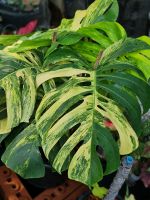 Monstera Aurea มอนสเตอร่า ออเรีย ด่างเหลือง ไม้ด่าง ต้นไม้ฟอกอากาศ