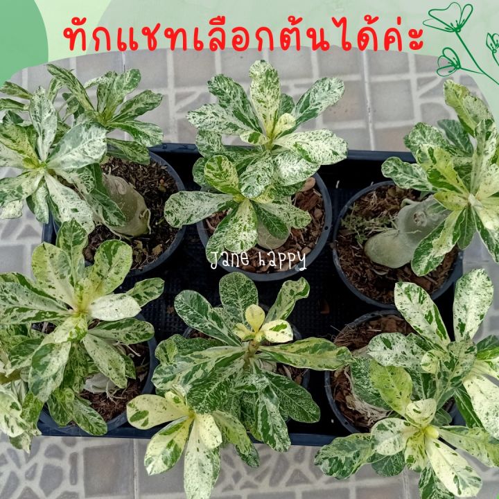 ต้นชวนชมใบด่าง-ลายหินอ่อน-ดอกสีชมพูชั้นเดียว-ส่งพร้อมกระถาง-6-นิ้ว-รากแน่น-ลายใบสวยๆ