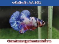 ปลากัดนีโม่ สีหวาน เพศผู้พร้อมรัด ปลารุ่นอายุ3.5 เดือน ขนาด1.4นิ้ว