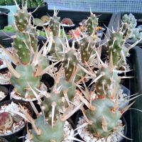 หนามกระดาษแคคตัส  หัวใหญ่ๆ  Tephrocactus articulatus var papyracanthus