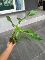 ฟิโลโจปิอาย ฟิโลจูปิอาย  philodendron joepii ไม้แรร์