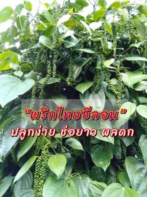 “พริกไทยซีลอน” พืชไม้เลื้อยอายุยืน ปลูกง่าย ให้ผลผลิตดี ตลาดต้องการ ที่บ้านต้องมีติดสวนไว้แล้วน๊าา❤️

✅เก็บอ่อนทาน/ขาย ได้
✅เก็บเป็นเม็ดแก่ไว้ขายช่วงราคาแพงได้