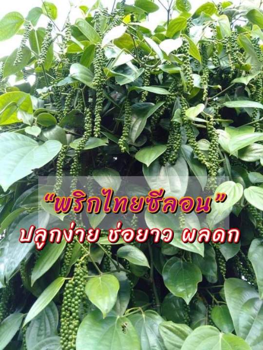 พริกไทยซีลอน-พืชไม้เลื้อยอายุยืน-ปลูกง่าย-ให้ผลผลิตดี-ตลาดต้องการ-ที่บ้านต้องมีติดสวนไว้แล้วน๊าา-เก็บอ่อนทาน-ขาย-ได้-เก็บเป็นเม็ดแก่ไว้ขายช่วงราคาแพงได้