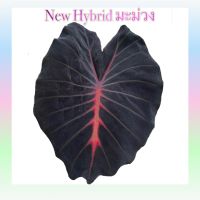 มะม่วง Colocasia Mamuang (ไม้ตัด) ไม้ไฮบริดตัวใหม่สวยมาก NEW HYBRID